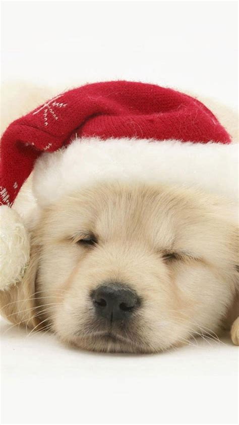 Background Cute Dog Christmas Wallpapers Largest Wallpaper Portal