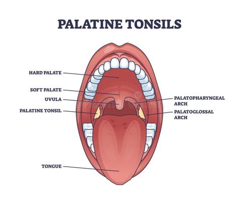 Palatine Tonsils Location In Throat With Mouth Structure Outline
