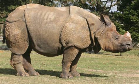 Indian Rhinoceros Greater One Horned Rhino