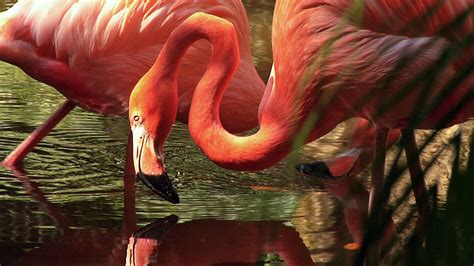 Flamingos Wallpapers 4k For Your Phone And Desktop Screen