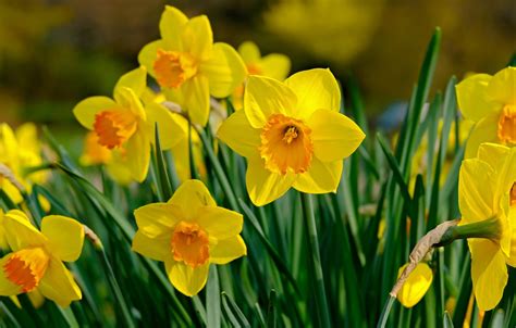 Wallpaper Flowers Spring Yellow Daffodils Images For Desktop