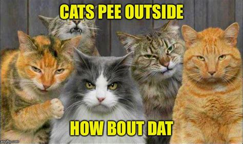 28 Funny Gangster Cat Memes Factory Memes