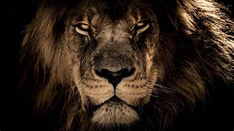 Download beautiful, curated free backgrounds on unsplash. 4K Ultra HD Lions Wallpapers - Top Free 4K Ultra HD Lions ...
