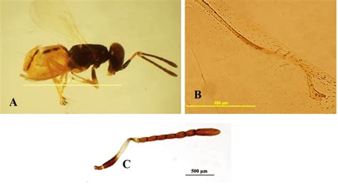 Charitopus Sp A Female Lateral View B Forewing Venation C