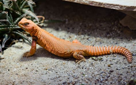 13 Vegetarian Pet Lizards That Dont Need Insects Or Meat Pethelpful