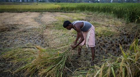 China Buys Indian Rice For First Time In Decades Amid Border Tensions