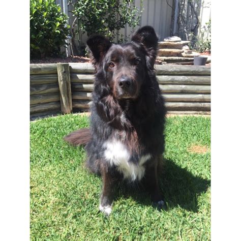 Thunder Large Male Alaskan Malamute X Border Collie Mix Dog In Nsw