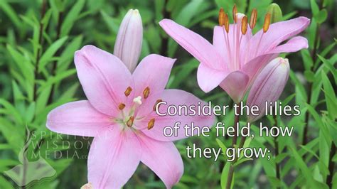 Matthew 628 And Why Take Ye Thought For Raiment Consider The Lilies