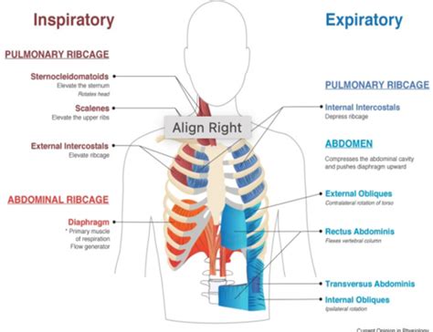 Hehi Week 2 Pulmonary System Respiratory System Pre Work Lectures