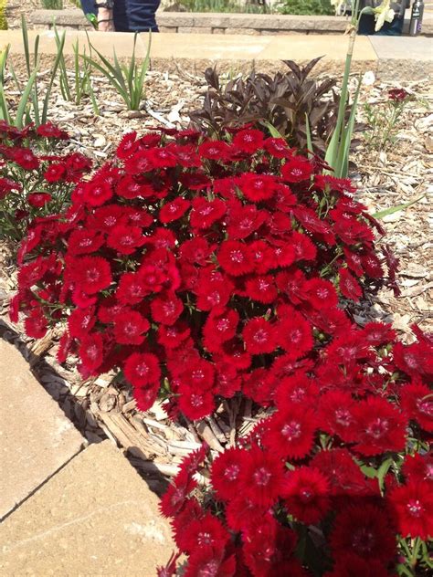 Red Dianthus Plant One 1 Scarlet Telstar Dianthus Starter Etsy