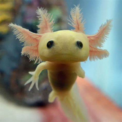 Pet Axolotl Baby Anna Blog