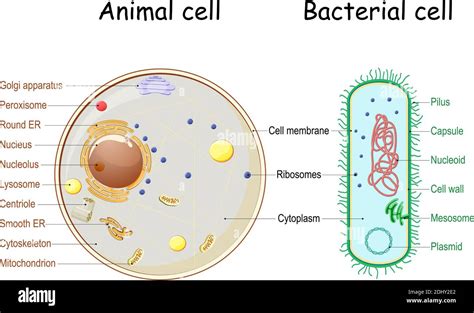 Comparison Of The Structure Of Bacterial And Animal Cells Cross