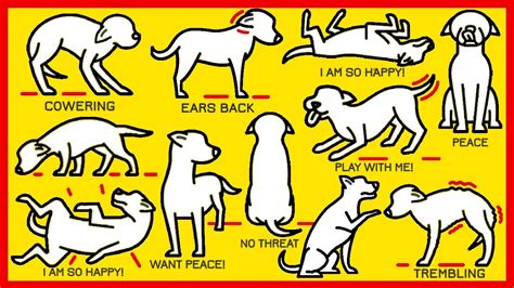 Understanding Dogs Body Language What Is Your Dog Saying Abu Farees
