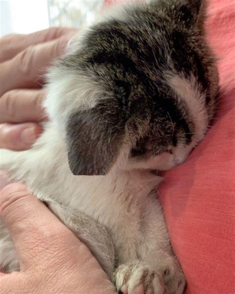 Wobbly Kitten Cuddles Rescuer And Wont Let Go After Life On The