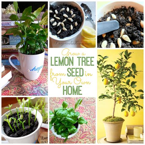 How To Grow A Lemon Tree Indoors From Seed