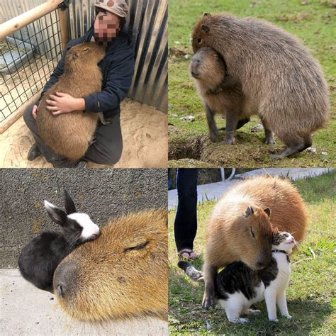 Capybaras Are So Freindly And Cuddly Aww