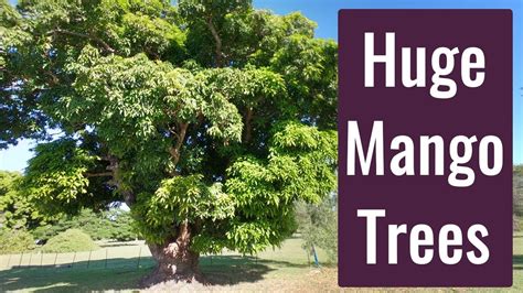 Very Large Mango Trees Youtube