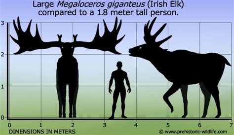 It kept the same plural ending it had in its original language instead of adopting the normal s ending of most english plurals. Top 10 Megafauna | Prehistoric animals, Megafauna, Irish elk