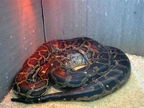 Python Bivittatus Burmese Rock Python In Roev Ruchey Zoo