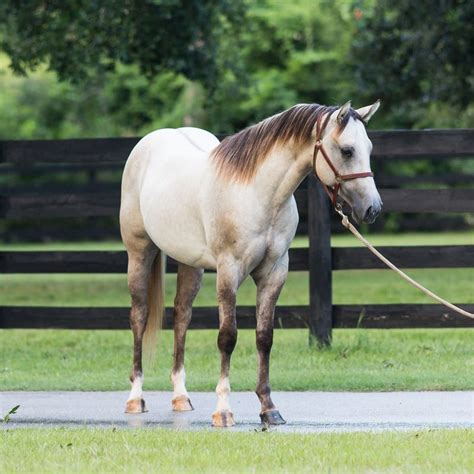 Dunalino merrie leuns velds donnatella. Greying Dunalino | Quarter horse, American quarter horse ...