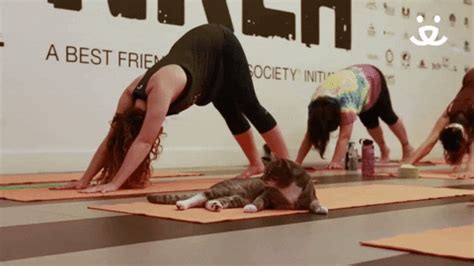 Yoga Cats GIFs Get The Best GIF On GIPHY