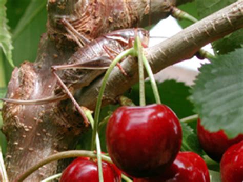 One cut above the rest! Mormon Cricket | WSU Tree Fruit | Washington State University