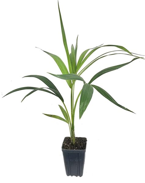 12 Indoor Palm Plants That Are Easy To Care For Purewow