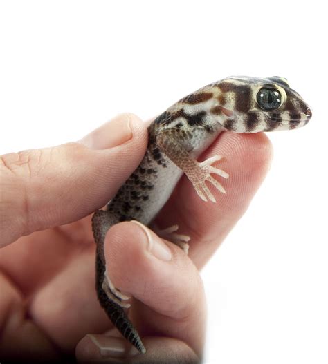 A List Of 14 Types Of Geckos With Stunning Pictures