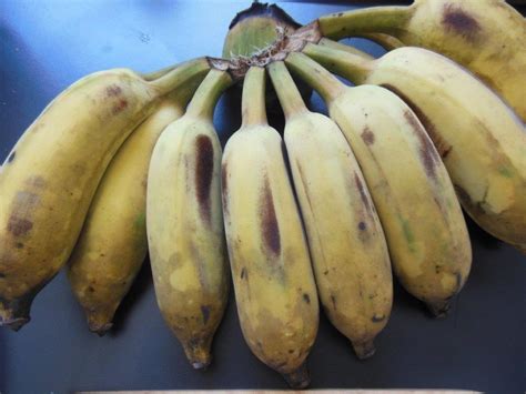 Graines De Bananes Petit Carnet Dasie