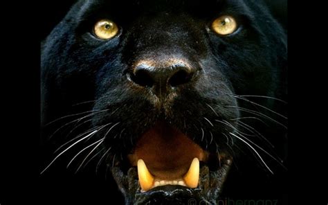 Black Panther Animal Wallpapers - Top Free Black Panther Animal