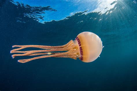 Jellyfish Swimming Image National Geographic Your Shot Photo Of The
