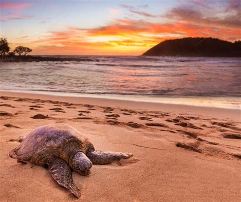 Beached Sea Turtle On Sand At Sunset By Backyard Stock On
