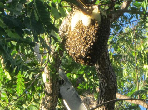 Will Bees In Trees Go Away On Their Own Bee Best Bee Removal