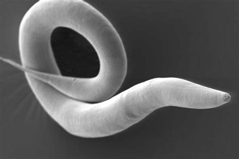 This Roundworm Has No Ears But Can Hear Techzle