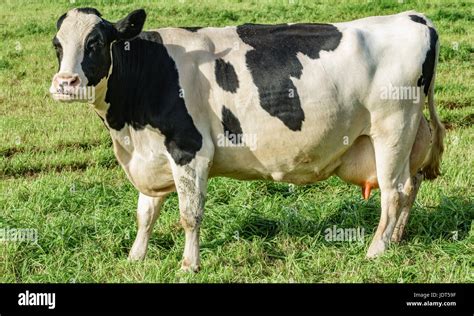 Dairy Cow Side View Over Grass Stock Photo Alamy