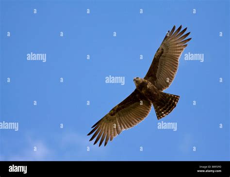 Brown Snake Eagle In Flight Stock Photo Alamy