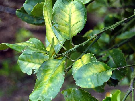 Asian Citrus Psyllid And Huanglongbing In California