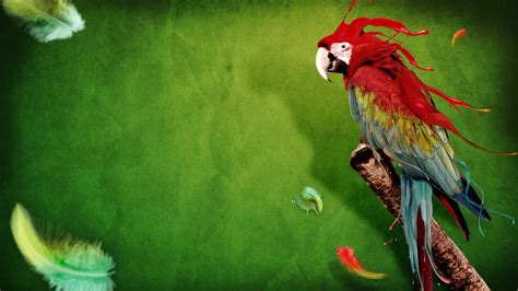 Macaws Animals Digital Art Birds Parrot Feathers Wallpapers Hd
