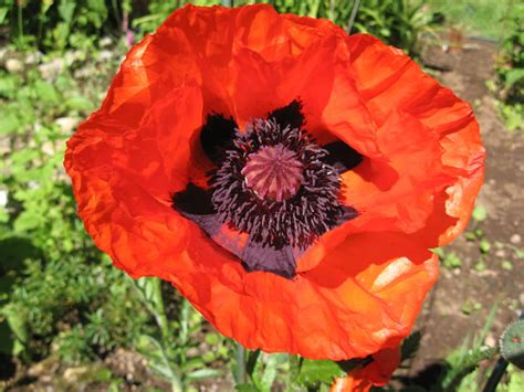 Oriental Poppies How To Grow And Care For Poppy Plants Garden Helper