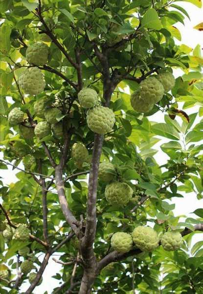 I bought it at a general nursery, but am now waiting for my daley varieties to get big enough. Custard Apple Farming Project Report (Sitaphal), Profits ...