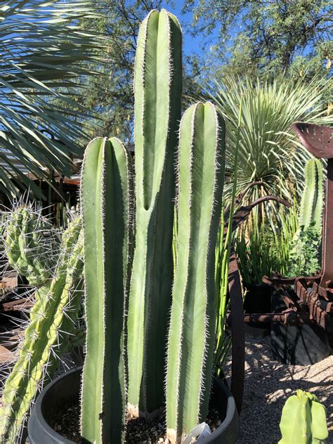 The main reason for doing this is probably to obtain t. Columnar Cacti for the Southwest - FineGardening