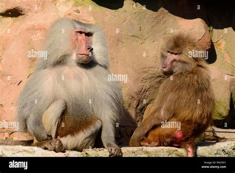 Close Up Of Male And Female Hamadryas Baboons Papio Hamadryas Sitting