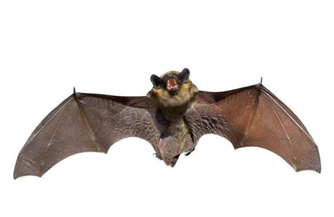 Bats Why You Want Them At Your House How To Invite Them The Denver Post
