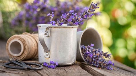 Lesen sie hier, welche arten in häusern vorkommen und wann eine bekämpfung der blumentopftrick hilft wenig bei ameisen, die sich im haus angesiedelt haben. Ameisen im Haus ! Was ist zu tun ? bei dein Freizeitmag