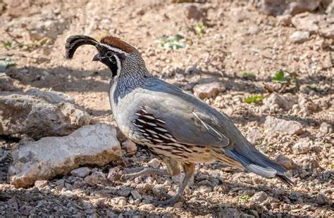 7 Best Quail Breeds To Raise For Eggs Meat Or Hunting