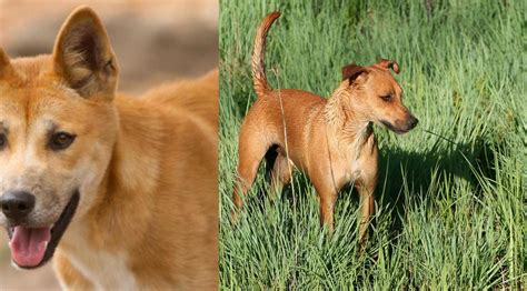 Dingo Vs Africanis Breed Comparison Mydogbreeds