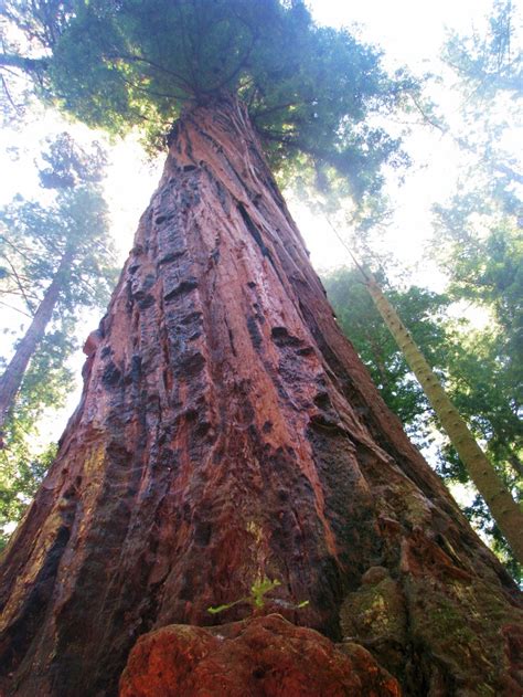 17 Best Images About Redwood Trees On Pinterest The
