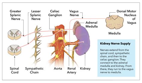 Anatomy Abdomen And Pelvis Kidney Nerves Statpearls Ncbi Bookshelf