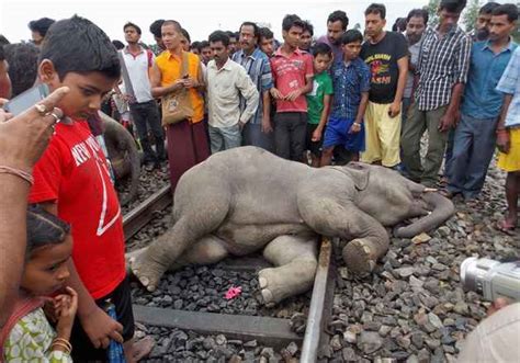 Trem Atropela E Mata Elefantes No Leste Da Ndia Internacional