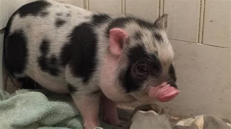 Juliana Mini Piglets Ready Exotic Animals For Sale Price
